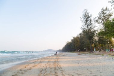 Deniz sahilinde çam ağacı ormanı