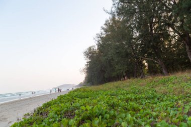 Deniz sahilinde çam ağacı ormanı