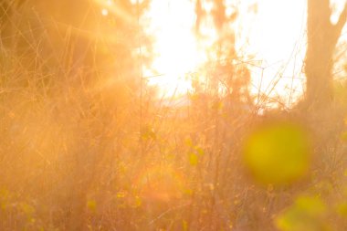 Siluet ağacı ile Sunset ışık ışını