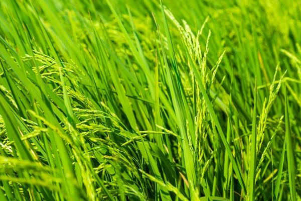 Желтый рис на рисовом поле — стоковое фото