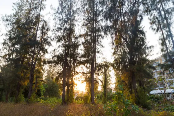 Floresta de pinheiro na praia do mar — Fotografia de Stock