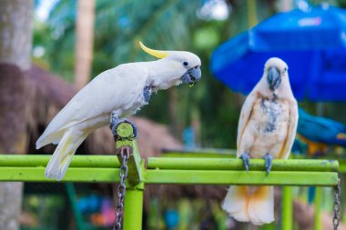 Parkta renkli macaw papağan kuş