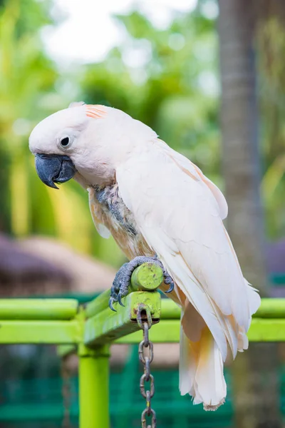 Kolorowy makaw papuga ptak w Park — Zdjęcie stockowe