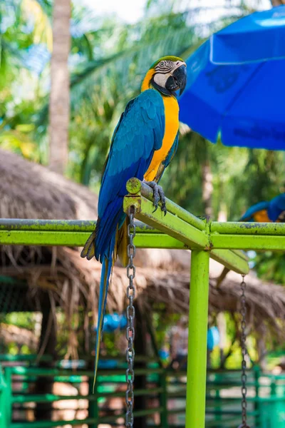 Parkta renkli macaw papağan kuş — Stok fotoğraf