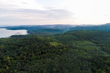 Deniz adasında yeşil ağaç tropikal yağmur ormanları