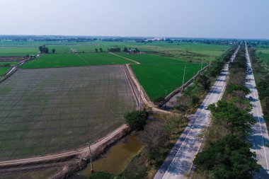 Kırsal yol yeşil pirinç tarlasından geçiyor.