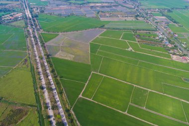 Kırsal yol yeşil pirinç tarlasından geçiyor.