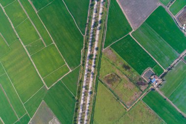 Kırsal yol yeşil pirinç tarlasından geçiyor.