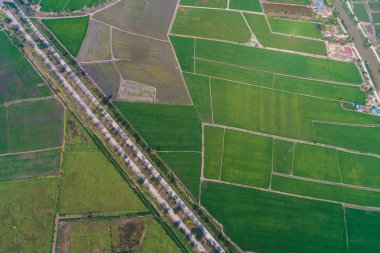Kırsal yol yeşil pirinç tarlasından geçiyor.