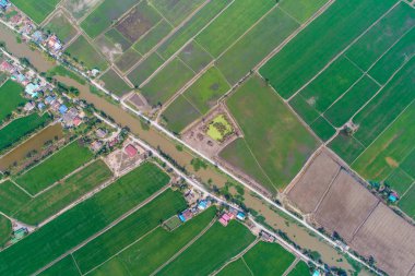 Kırsal yol yeşil pirinç tarlasından geçiyor.