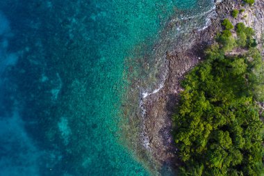 Deniz adasında yeşil palmiye ağacı turkuaz su