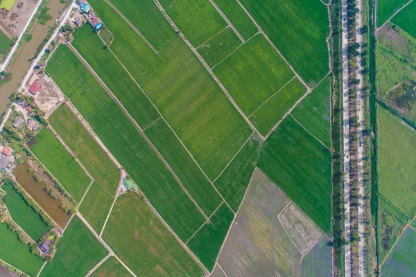 Сільська дорога проходить через зелений рис плантації поля — стокове фото