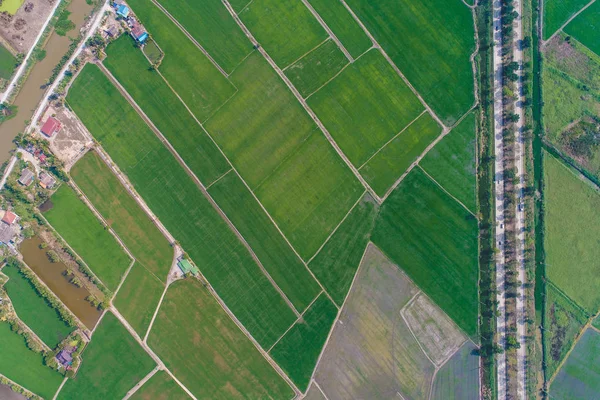Kırsal yol yeşil pirinç tarlasından geçiyor.