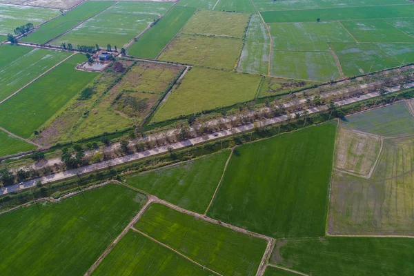 Route rurale traversant un champ de riziculture verte — Photo