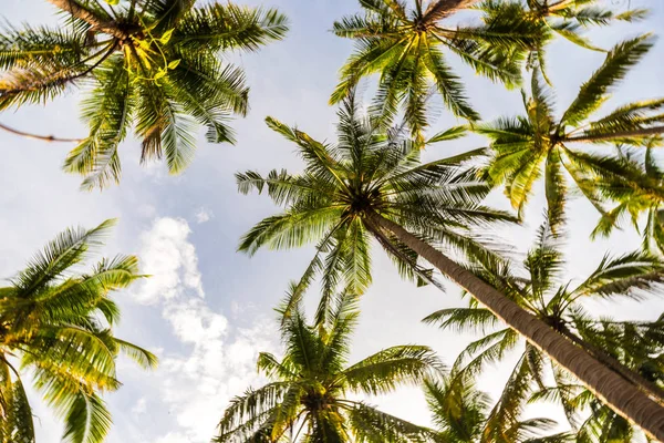 Parque de palmeras de coco con nubes de cielo al atardecer en isla — Foto de Stock