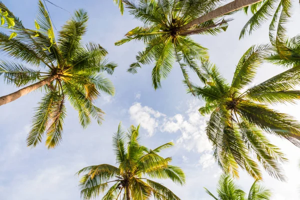 Parque de palmeras de coco con nubes de cielo al atardecer en isla — Foto de Stock