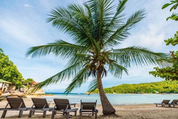 Parque de palmeras de coco con nubes de cielo al atardecer en isla — Foto de Stock