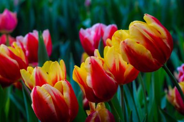 Yeşil yapraklı taze lale bahçesi