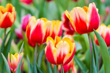 Kırmızı lale bahçesi yeşil yaprak