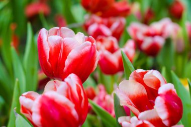 Kırmızı lale bahçesi yeşil yaprak