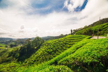 Cameron Highland dağının tepesindeki çay tarlası