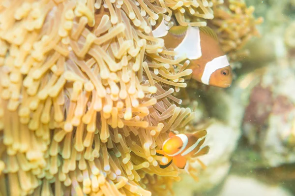 Nemo sea fish in coral reef flower — Stock Photo, Image