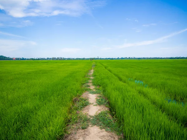 Grüne Reisplantage Feld Asien Ackerland — Stockfoto