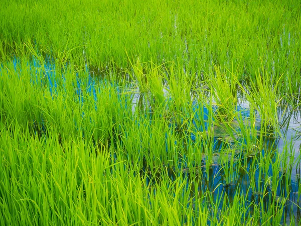 Green rice plantation field asia farmland — Stock Photo, Image