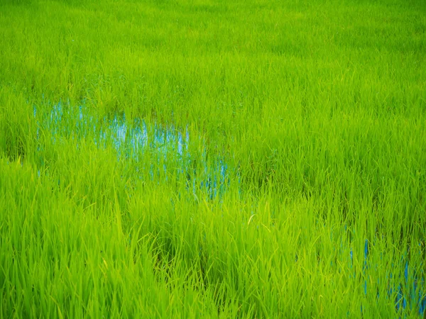 Green rice plantation field asia farmland — Stock Photo, Image