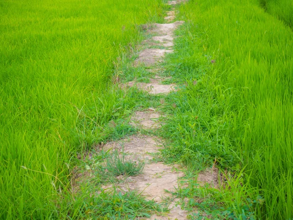 Grüne Reisplantage Feld Asien Ackerland — Stockfoto