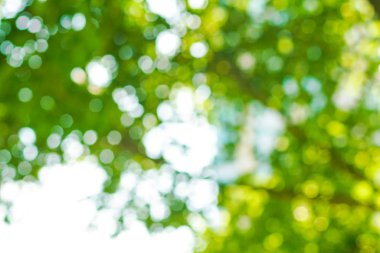 Park güneşinde soyut yeşil bulanık bokeh ağacı