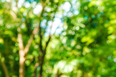 Park güneşinde soyut yeşil bulanık bokeh ağacı