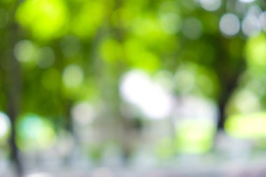 Bulanık yeşil ağaç yaprağı gün ışığı Bokeh ile