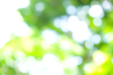 Bulanık yeşil ağaç yaprağı gün ışığı Bokeh ile