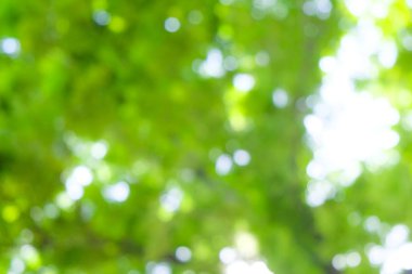 Bulanık yeşil ağaç yaprağı gün ışığı Bokeh ile