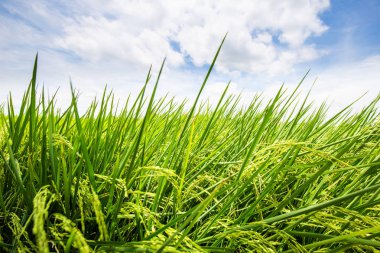 Mavi gökyüzüne karşı yeşil pirinç tarlası