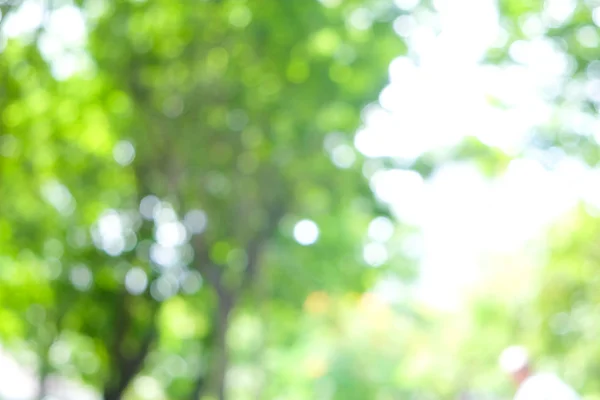 Abstract blurred green tree leaf sunshine day with bokeh