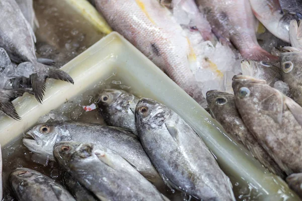 Longtail tuna fresh fish sell in fishery local market