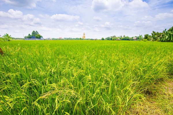 Campo de plantación de arroz verde contra cielo azul —  Fotos de Stock