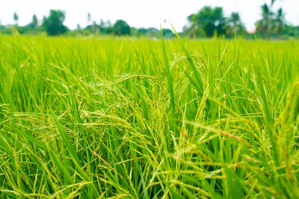 Awan tanaman padi hijau — Stok Foto