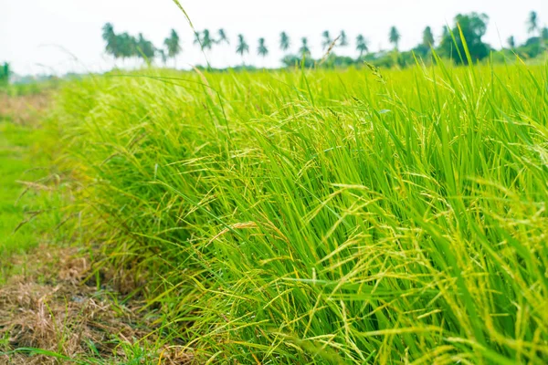 Campo de plantación de arroz verde cielo nublado —  Fotos de Stock