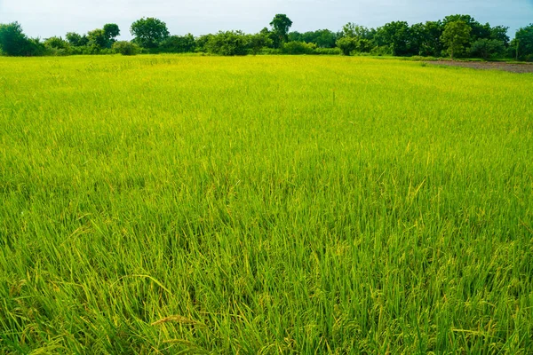 Green rice plantation field cloud sky — Stock Photo, Image