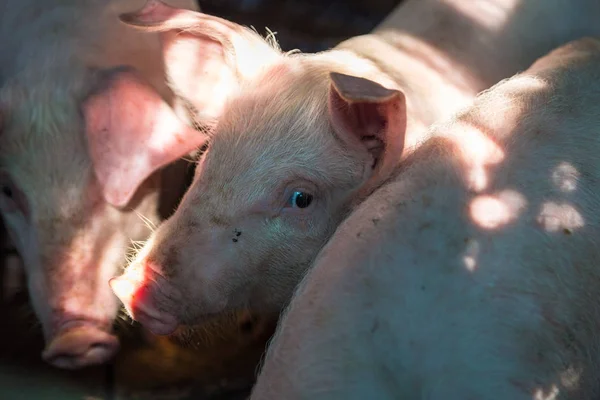돼지 어린 새끼 농지 — 스톡 사진