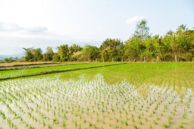 Çeltik yeşil pirinç ekim alanı