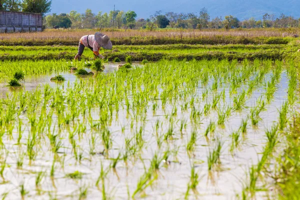 Paddy plantation de riz vert champ — Photo