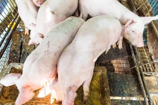 Group of pig eating food in traditional piglet farm