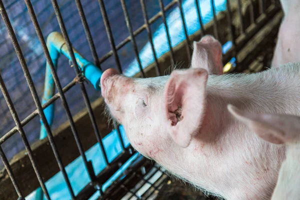 전통적인 토양 농장에서 더러운 돼지 — 스톡 사진