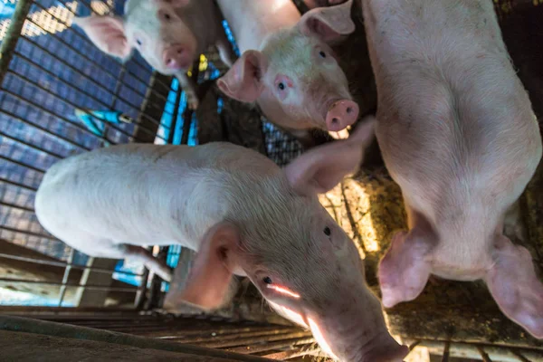 Skupina vepřových jídel v tradiční farmě prasátko — Stock fotografie