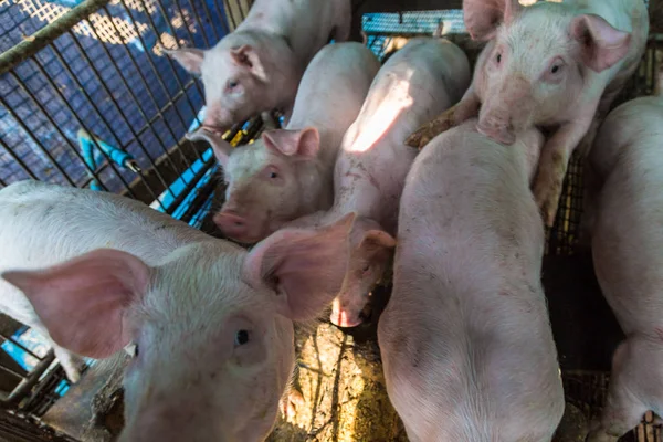 전통 돼지 농장에서 음식을 먹는 돼지 의 그룹 — 스톡 사진