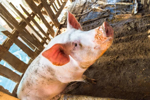 Группа свиноматок, поедающих пищу на традиционной свиноферме — стоковое фото